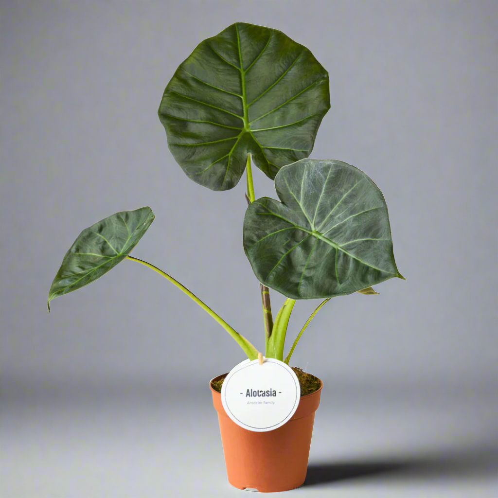 Alocasia Regal Shields