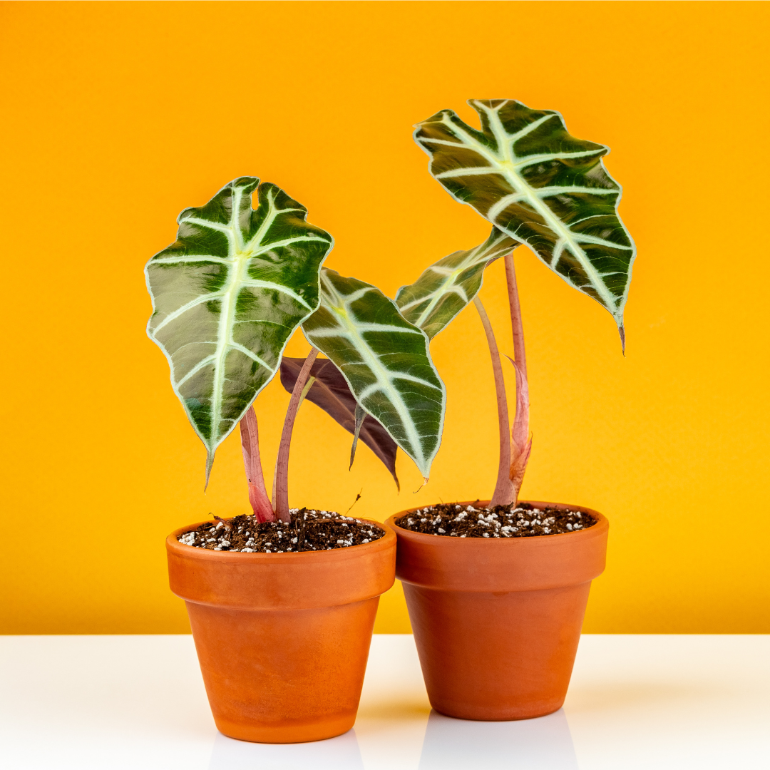 Alocasia amazonica 'Polly'
