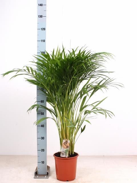 Dypsis lutescens