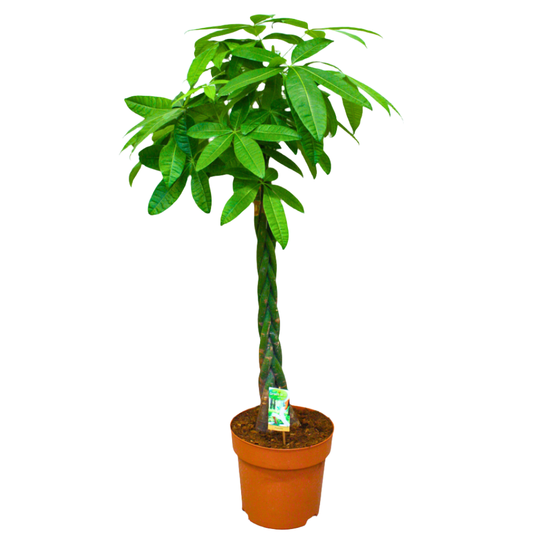 A potted Money Tree (Pachira Aquatica) with a braided trunk and glossy green leaves.