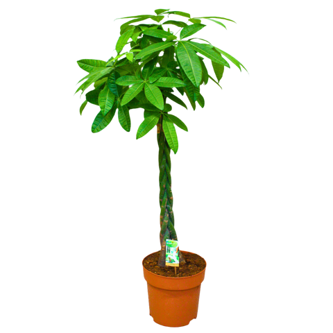 A potted Money Tree (Pachira Aquatica) with a braided trunk and glossy green leaves.