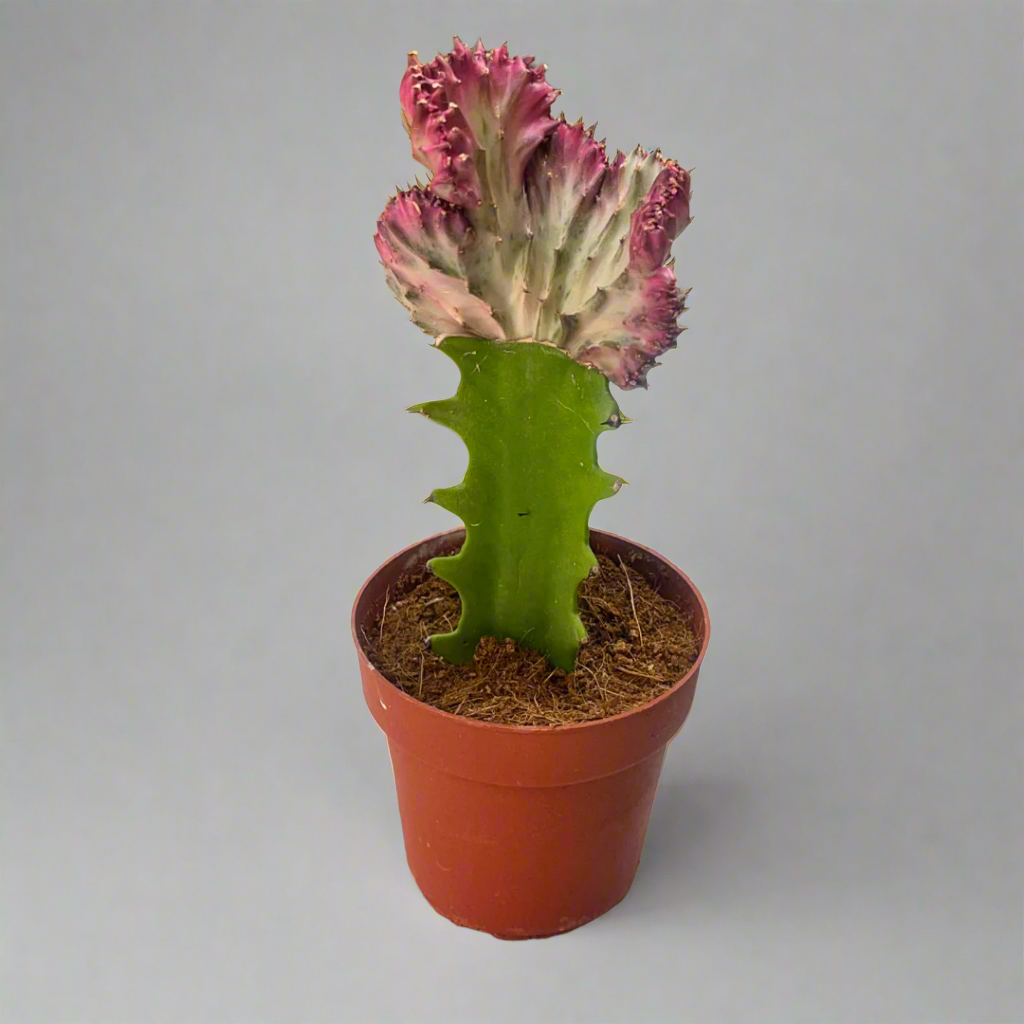 Euphorbia Lactea Cristata (Coral Cactus / Frilled Fan Cactus)