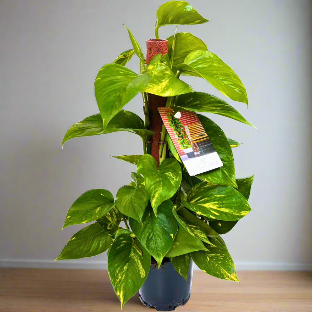 Epipremnum (Pothos): Easy-going climber with beautiful leaves (15Ø 60cm)