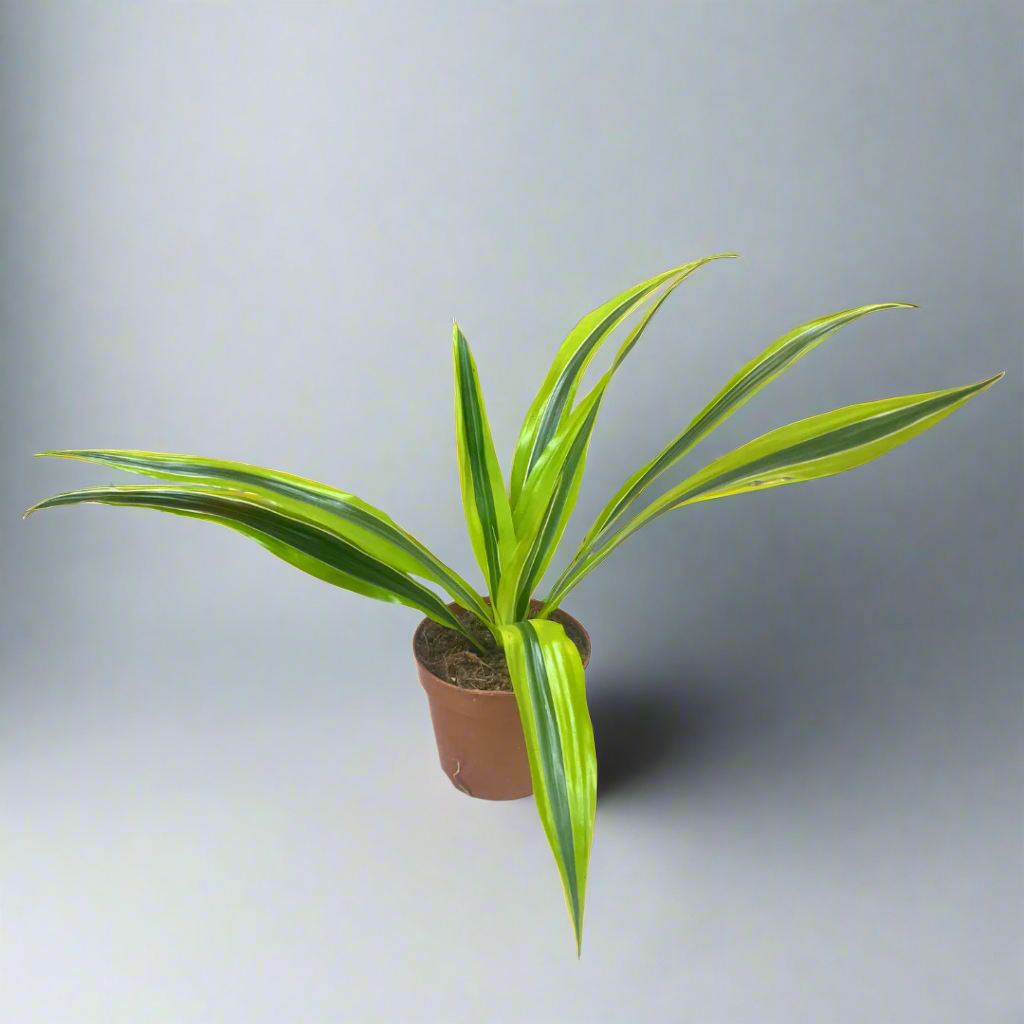 Dracaena Deremensis