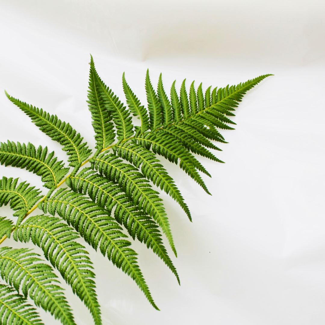 Dicksonia antarctica: The Majestic Tree Fern