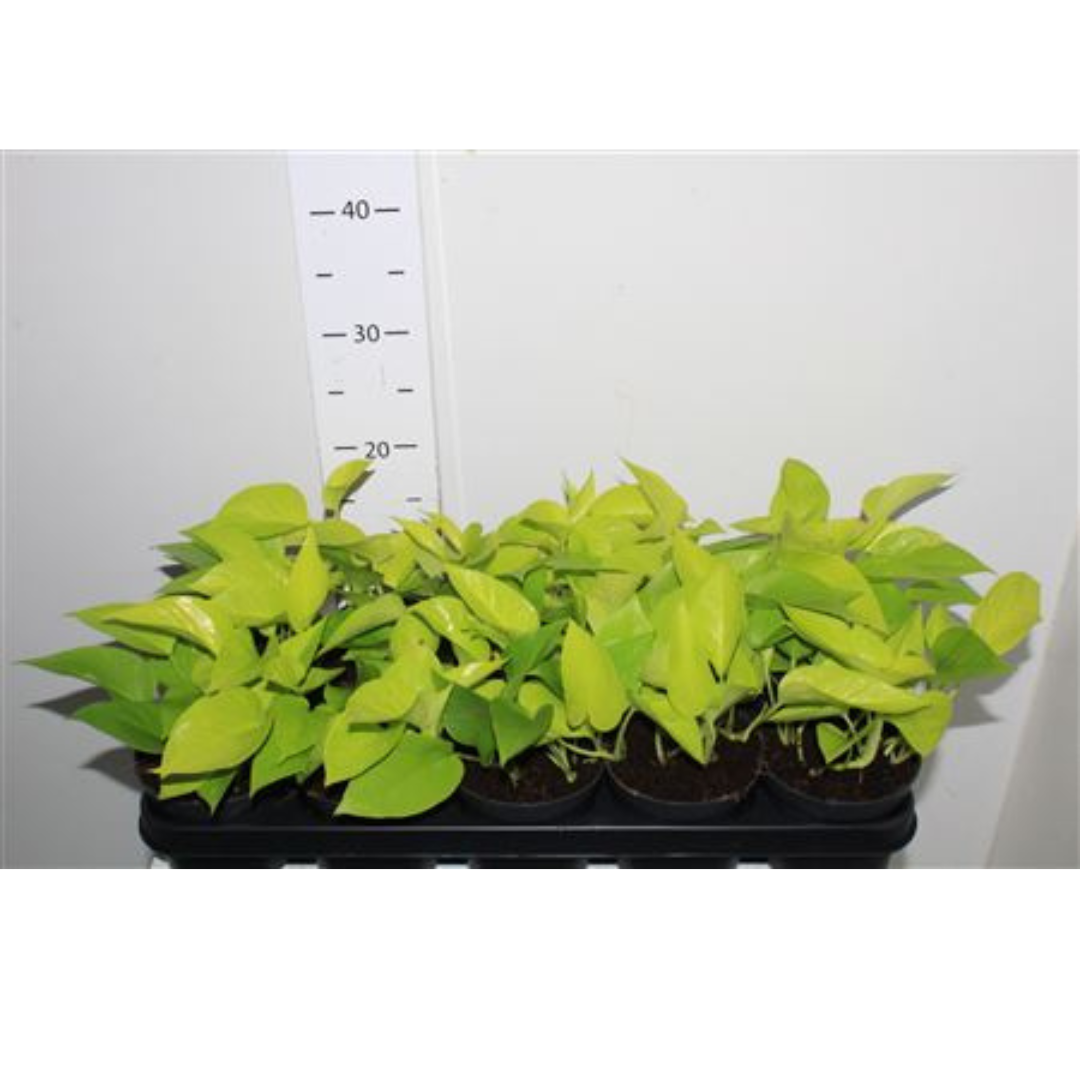Epipremnum Golden Pothos (12Ø cm pot,15cm Hight)