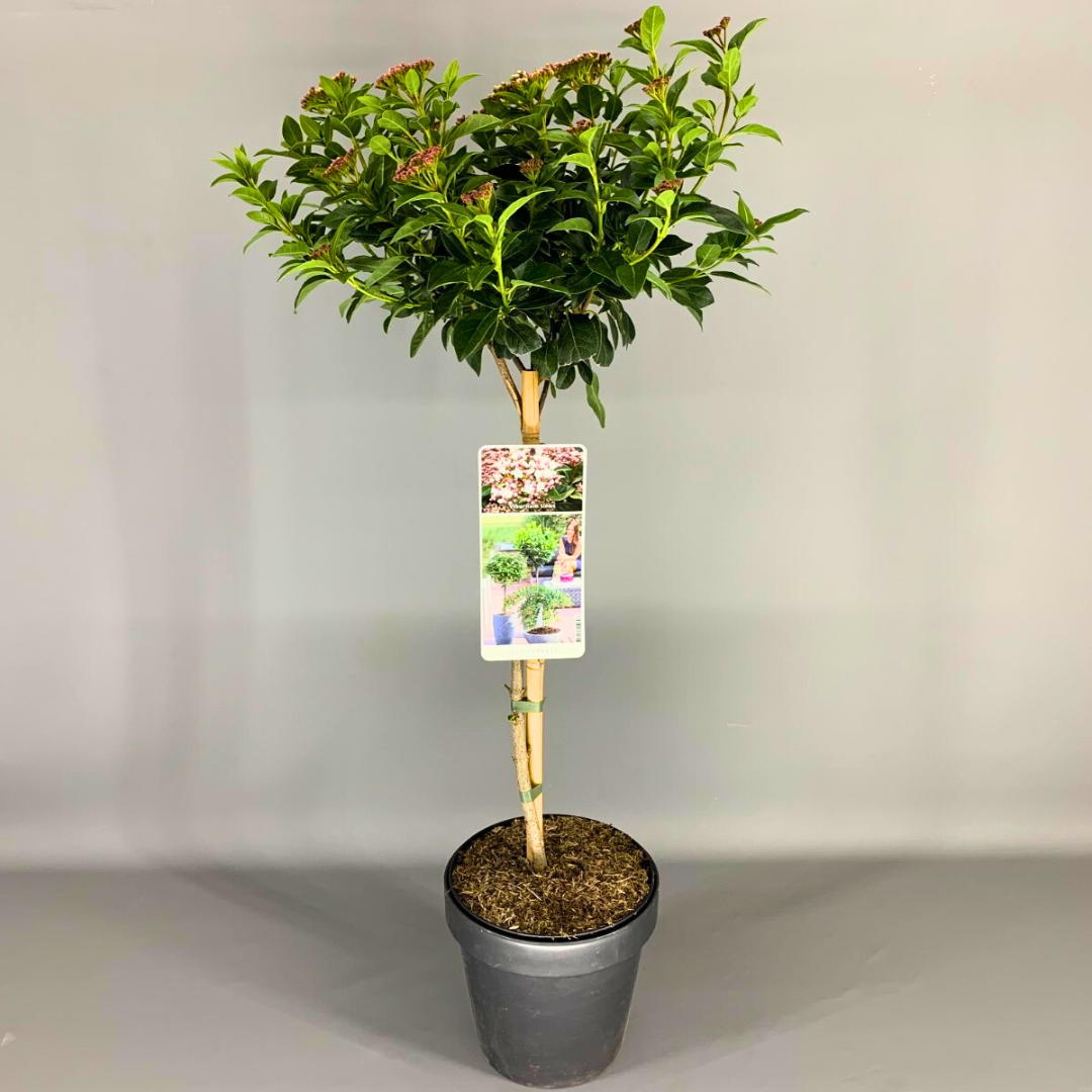 Viburnum Tinus (21Ø 85cm)