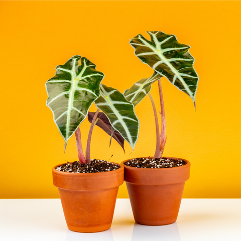 Alocasia amazonica 'Polly'