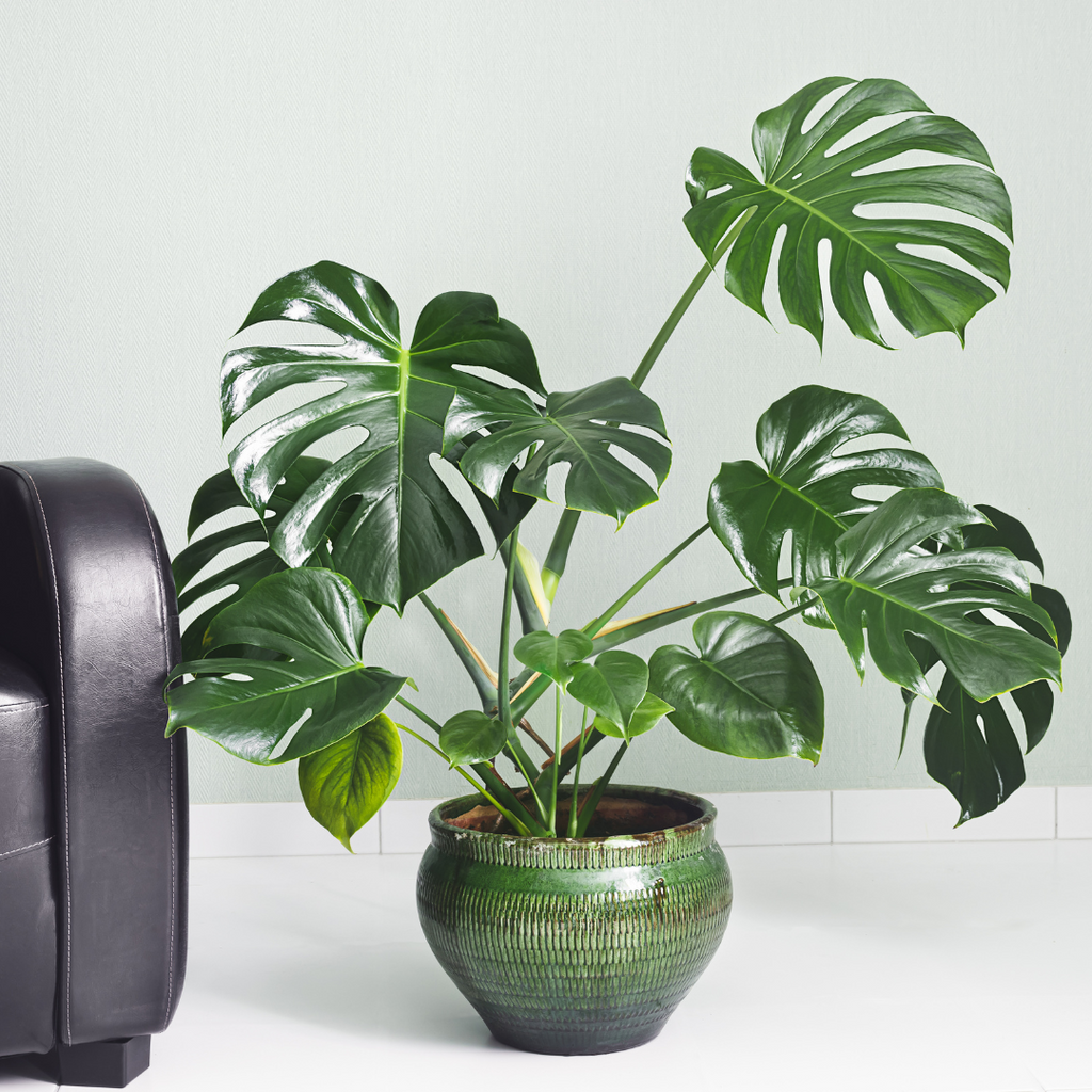 Monstera