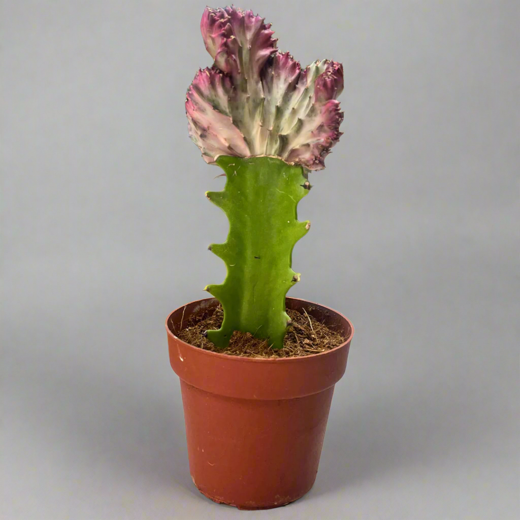 Euphorbia Lactea Cristata (Coral Cactus / Frilled Fan Cactus)