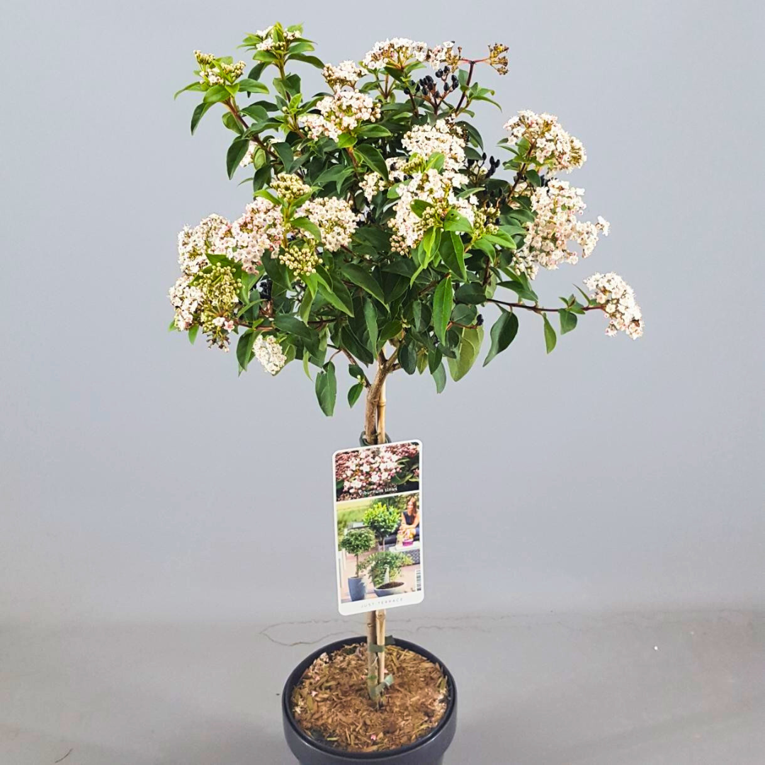 Viburnum Tinus (21Ø 85cm)