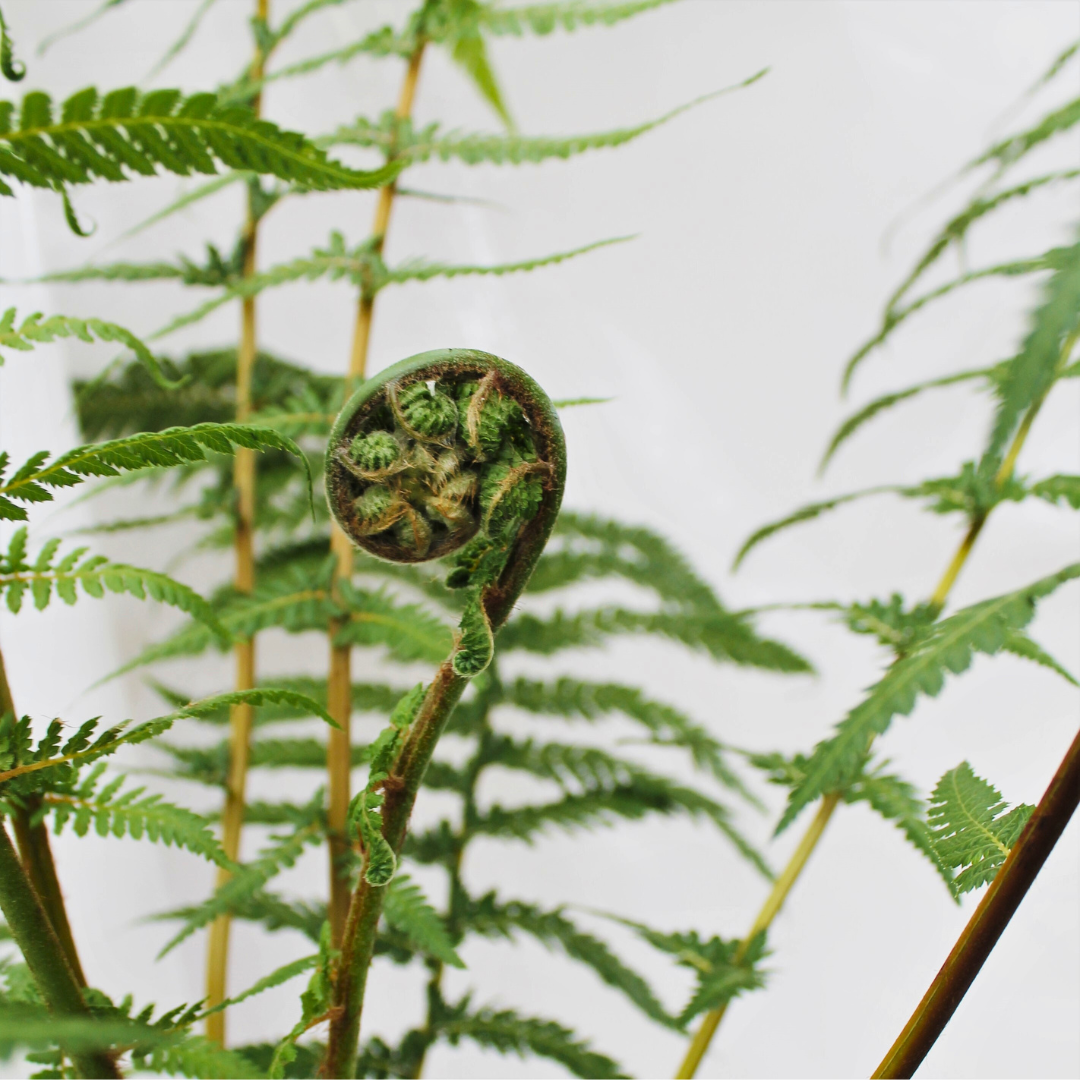 Dicksonia antarctica: The Majestic Tree Fern