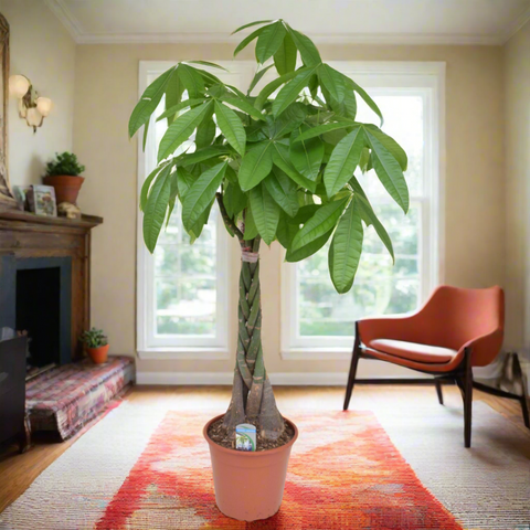 A Money Tree (Pachira Aquatica) with a braided trunk and glossy green leaves in a pot placed on a colorful rug in a room with a chair and a window in the background.