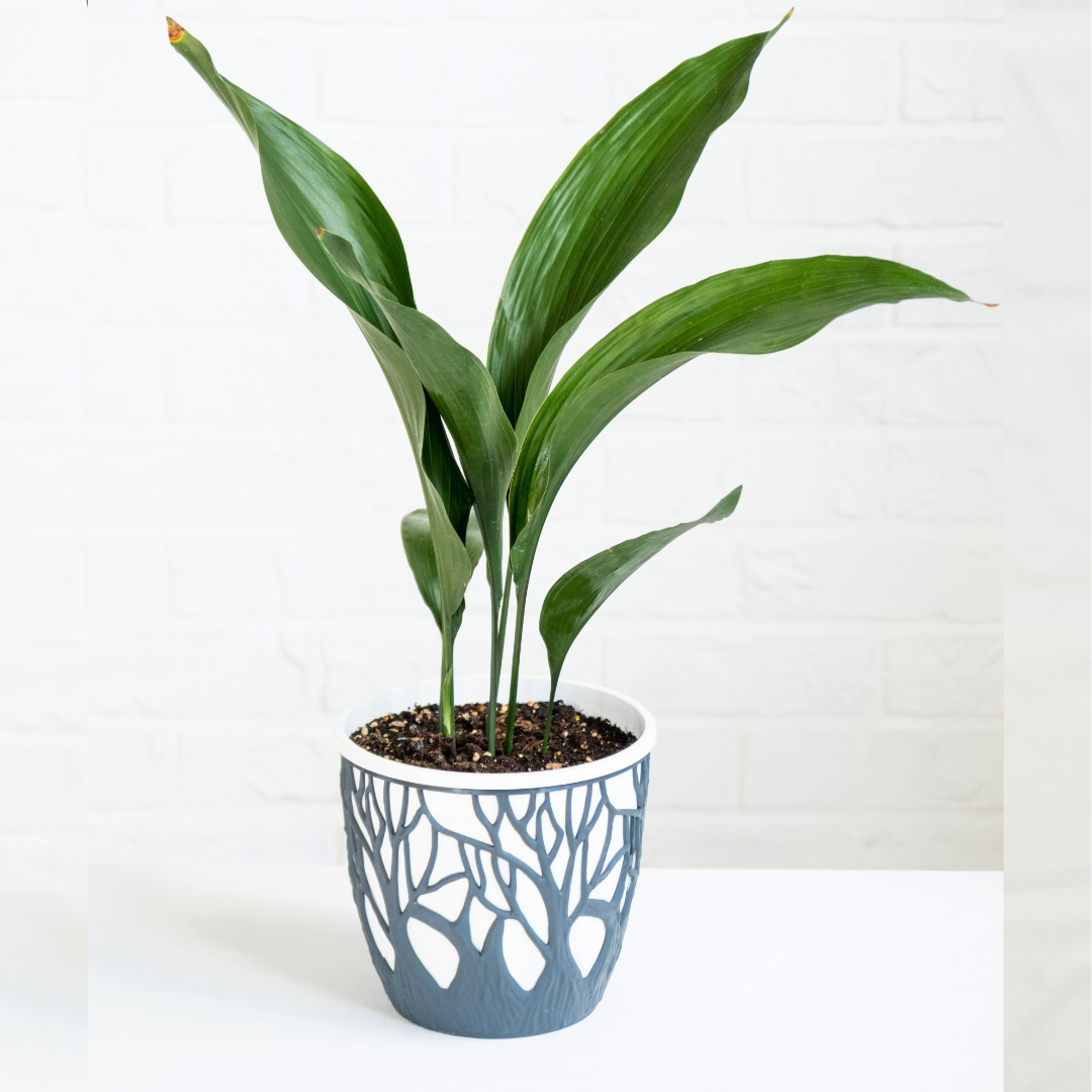 Aspidistra