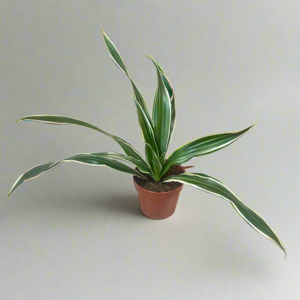 Dracaena Deremensis