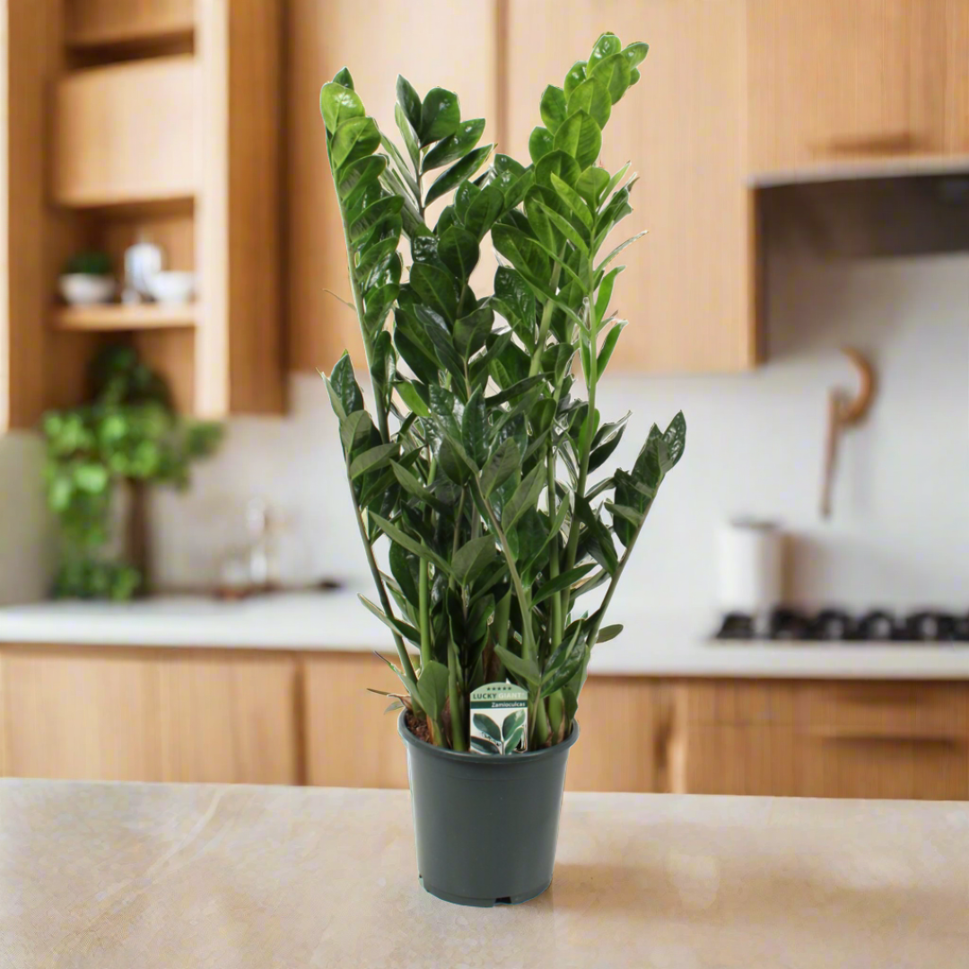 Zamioculcas Zamiifolia