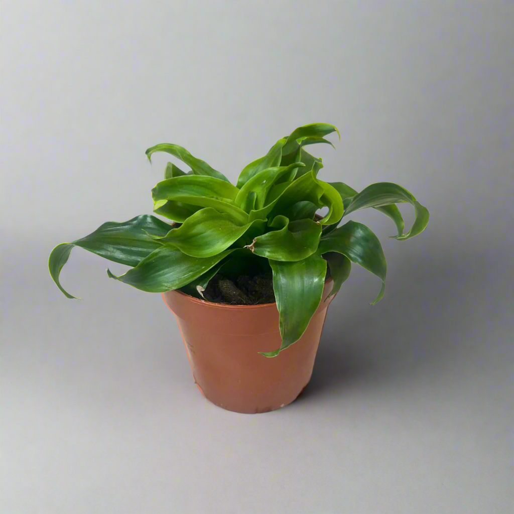 Dracaena Deremensis