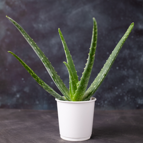 Aloe's (12Ø 45cm)
