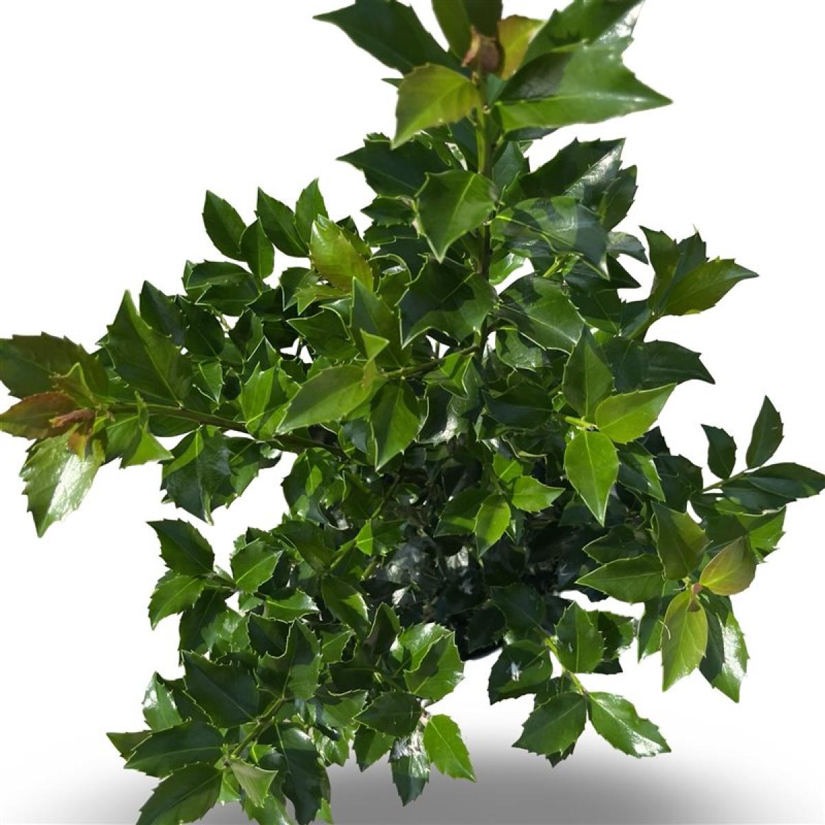 ILEX MES BLUE MAID (34Ø 120cm)