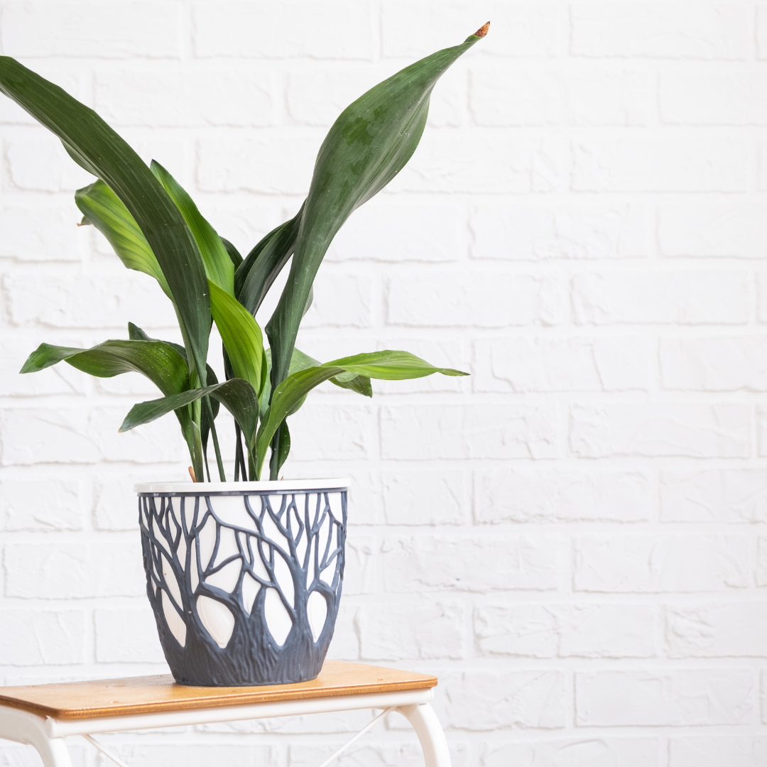 Aspidistra