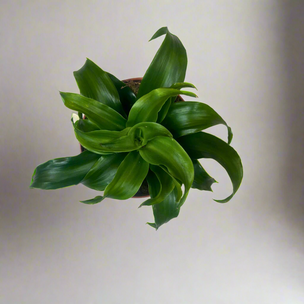 Dracaena Deremensis