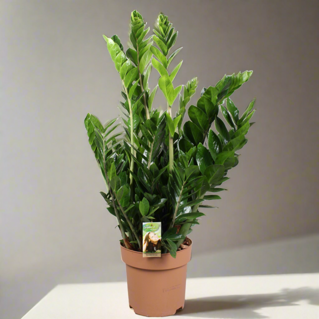 Zamioculcas Zamiifolia
