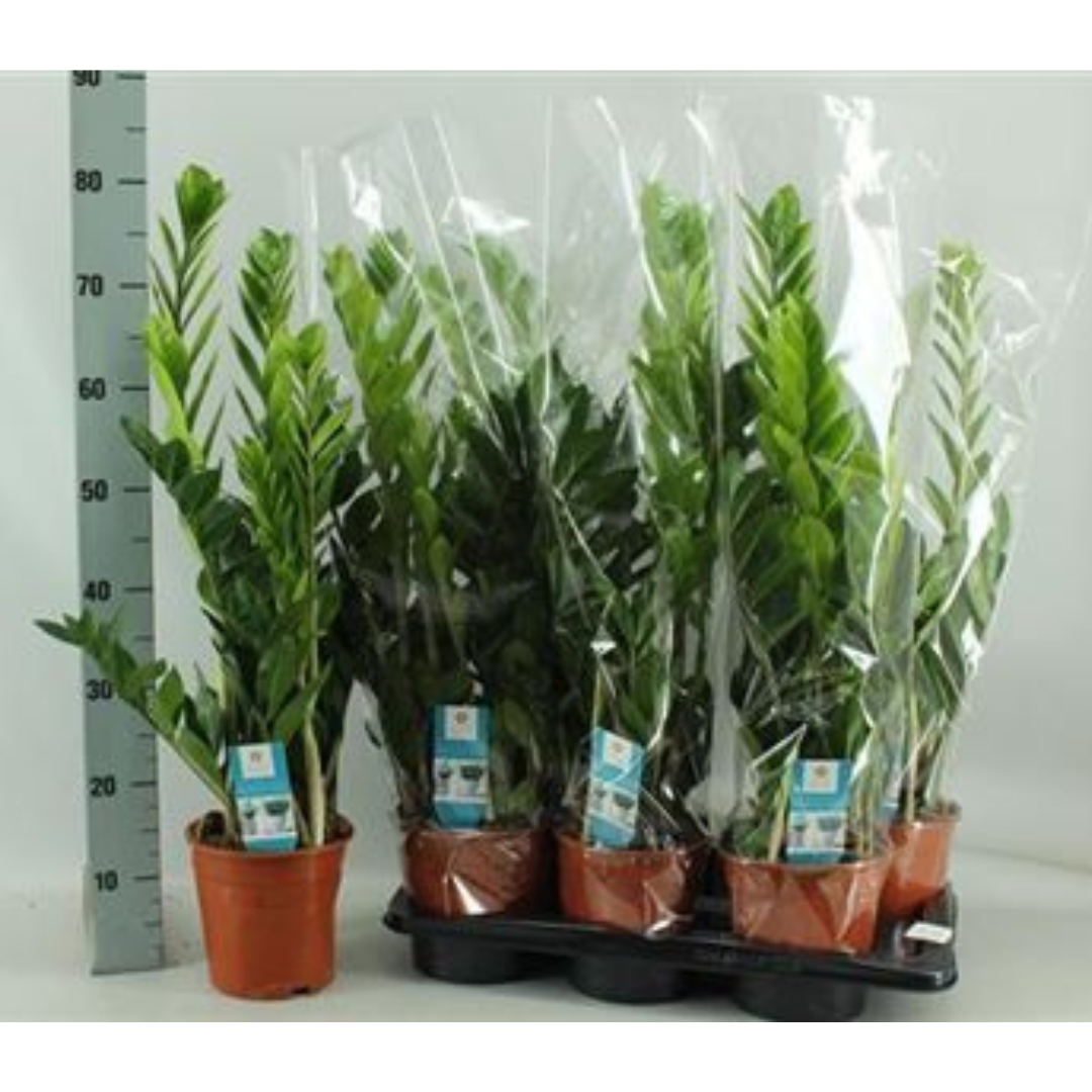 Zamioculcas Zamiifolia