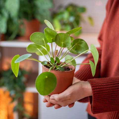Chinese Money Plant (8Ø 17cm)
