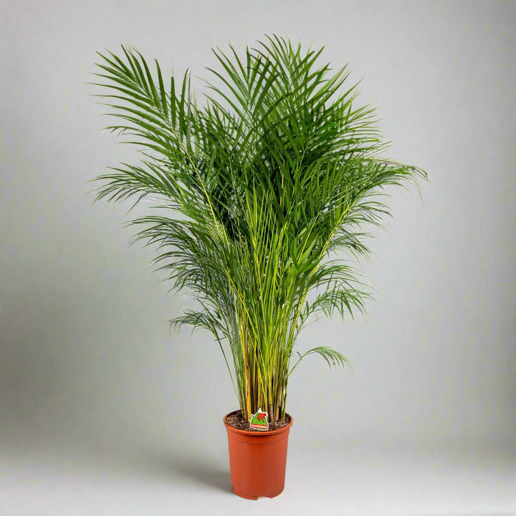 Dypsis lutescens