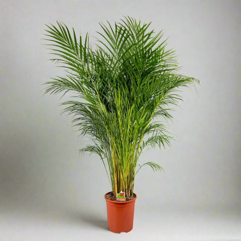 Dypsis lutescens