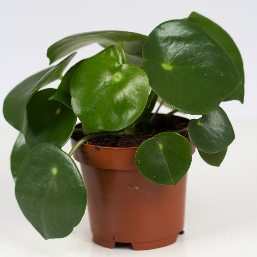 Peperomia Raindrop