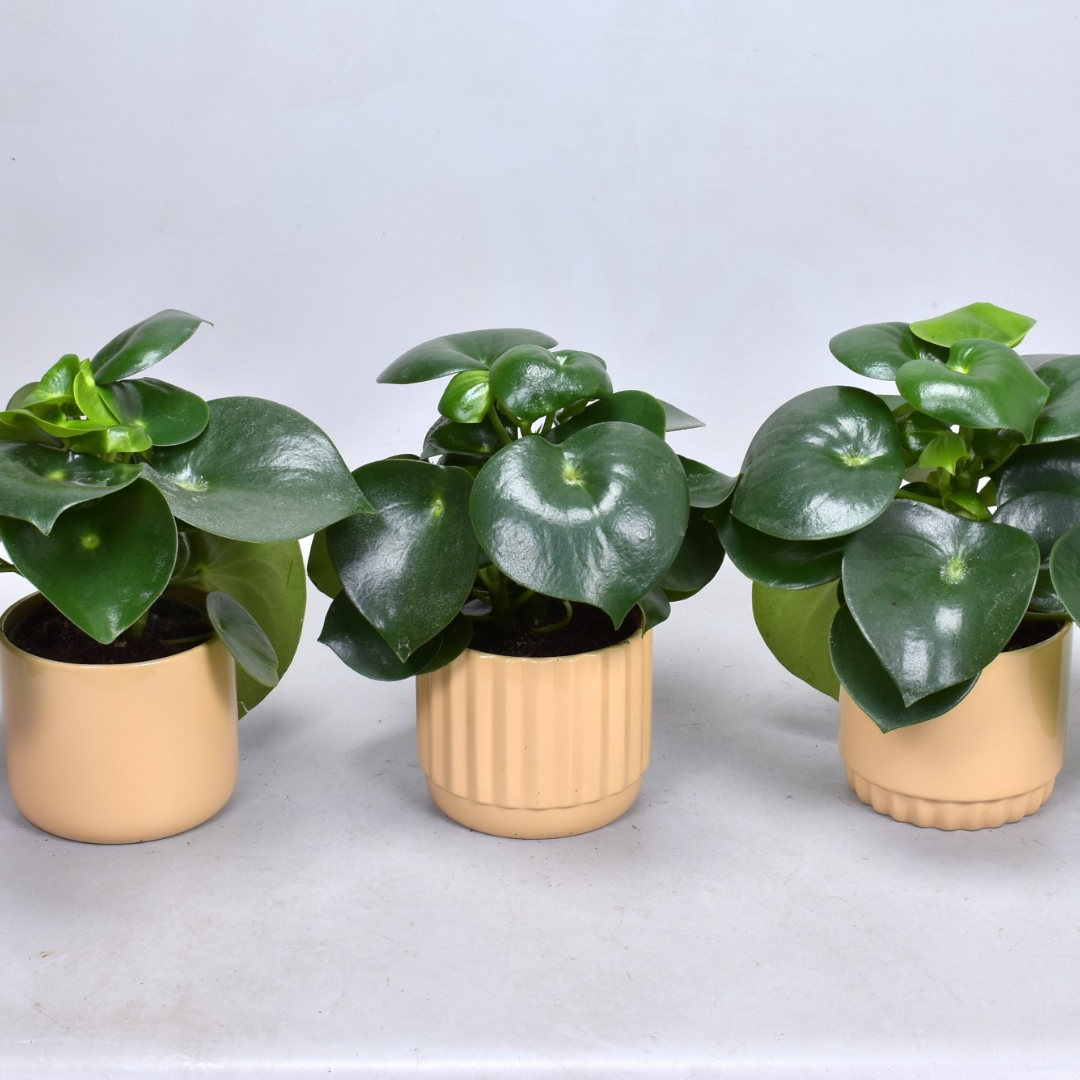 Peperomia Raindrop