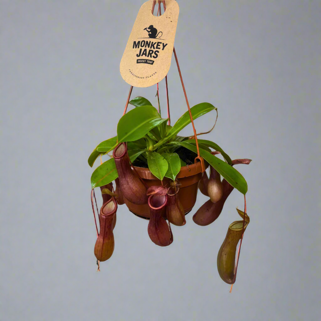Nepenthes alata