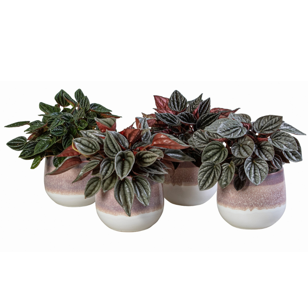 Peperomia