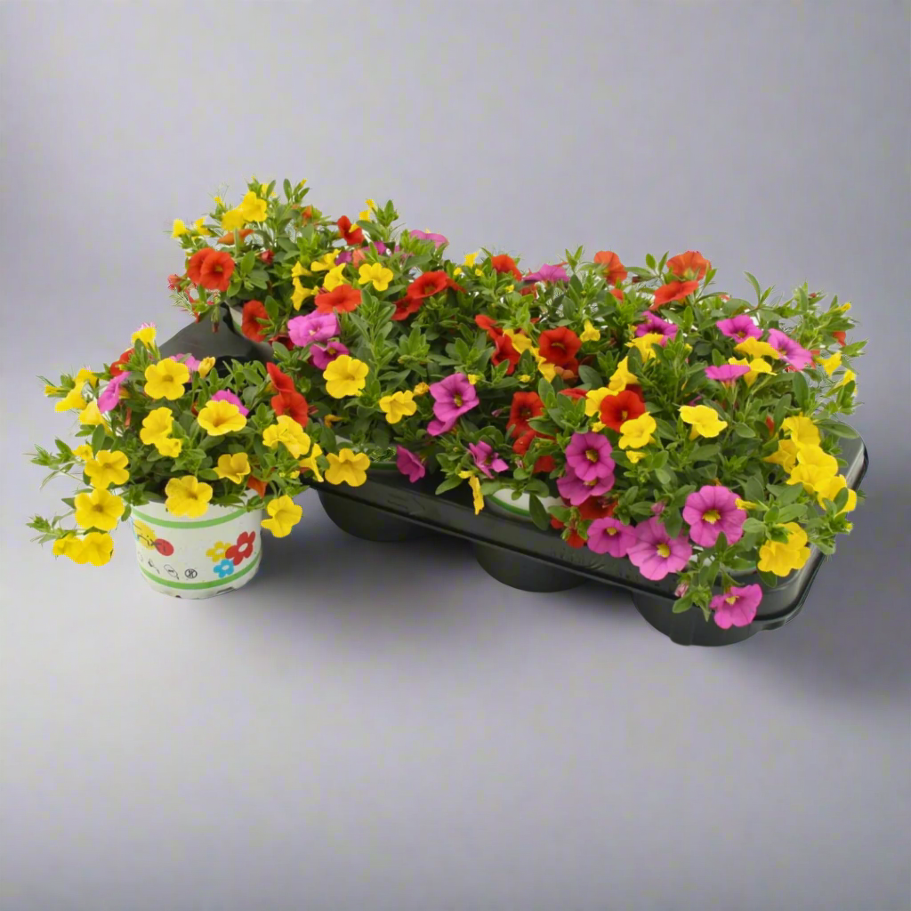 Colorful flowers in a black tray on a white background with BTuinbouw Boers logo.