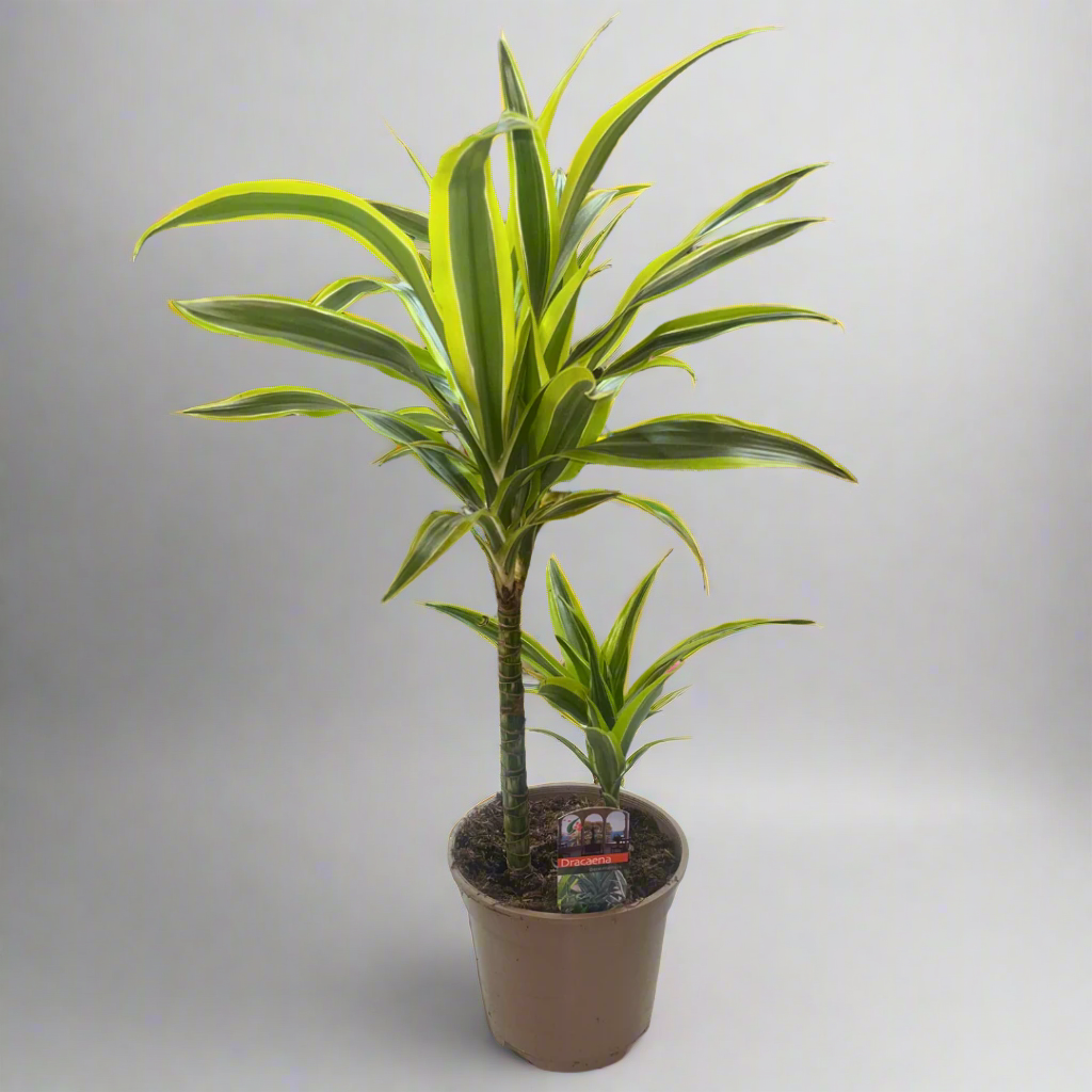 Dracaena Deremensis