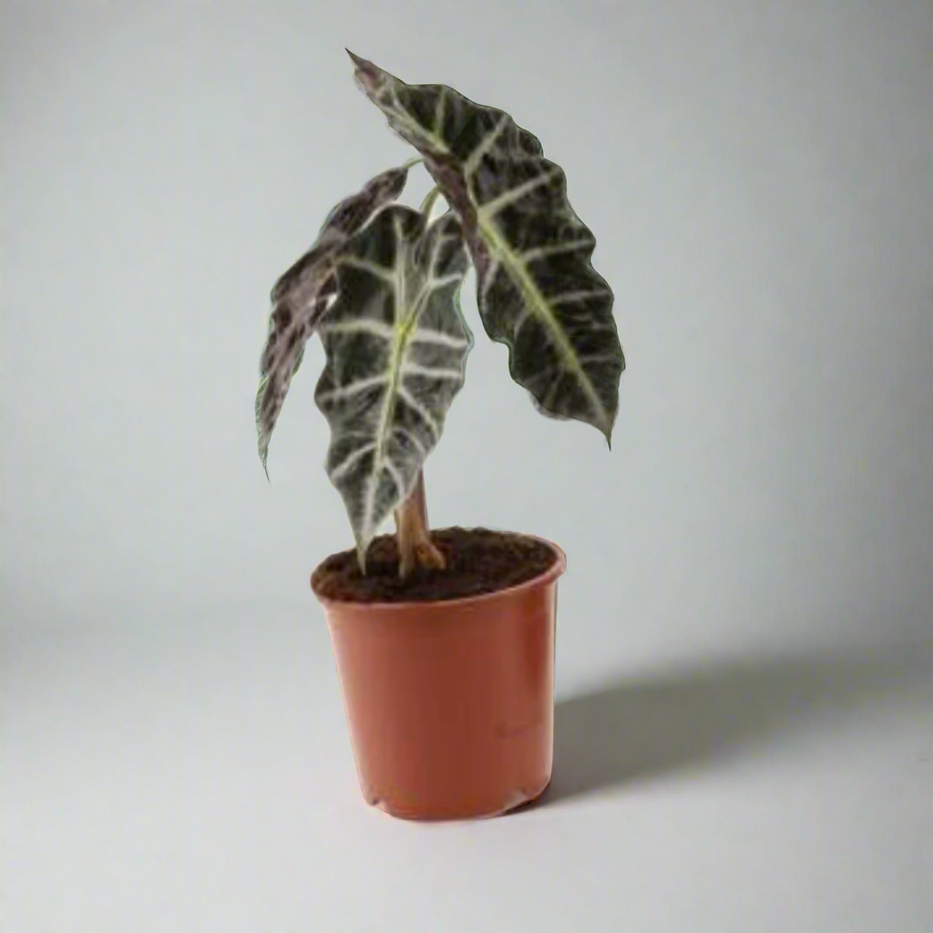 Alocasia amazonica 'Polly'