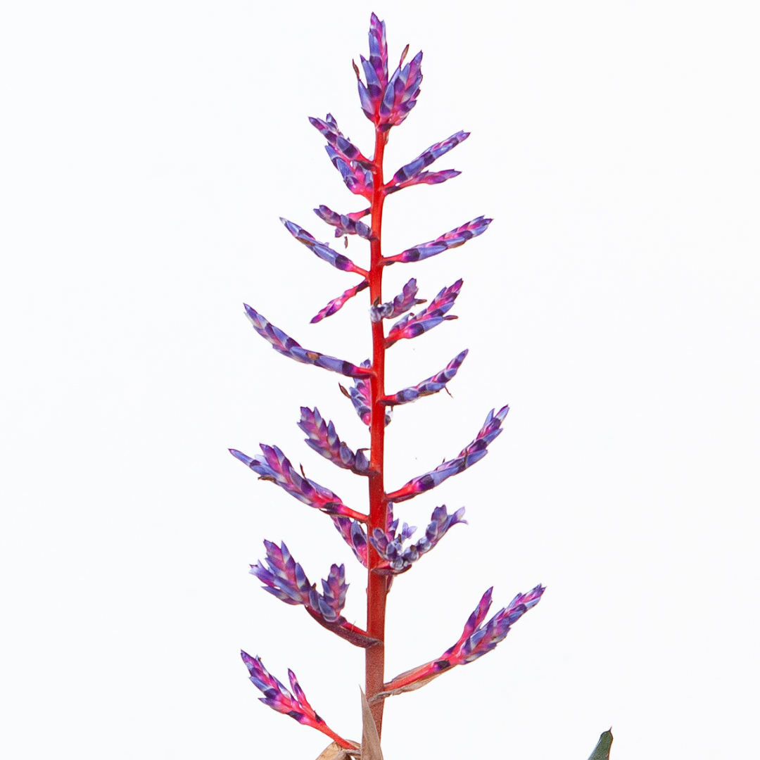 Aechmea Bromeliad 'Blue Rain' (15Ø 65cm)