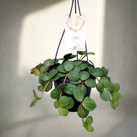 Peperomia Hope (11Ø 20cm)