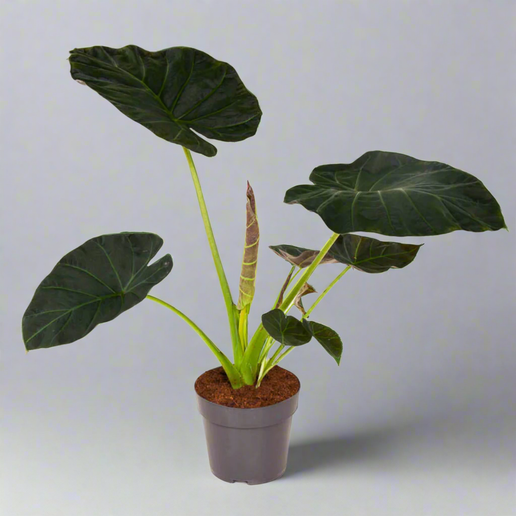 Alocasia Regal Shields