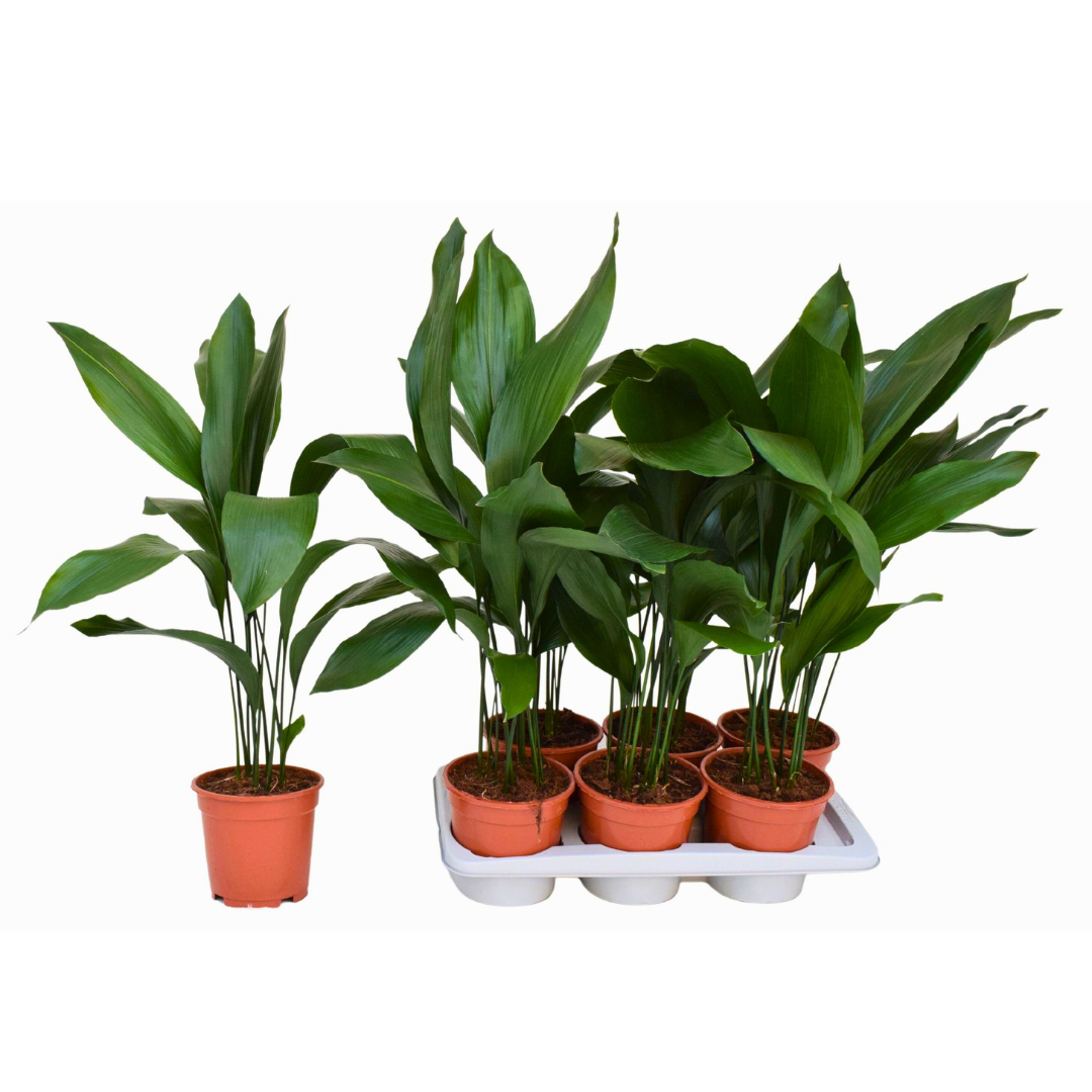Aspidistra elatior