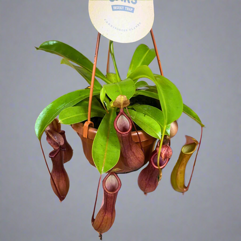 Nepenthes alata