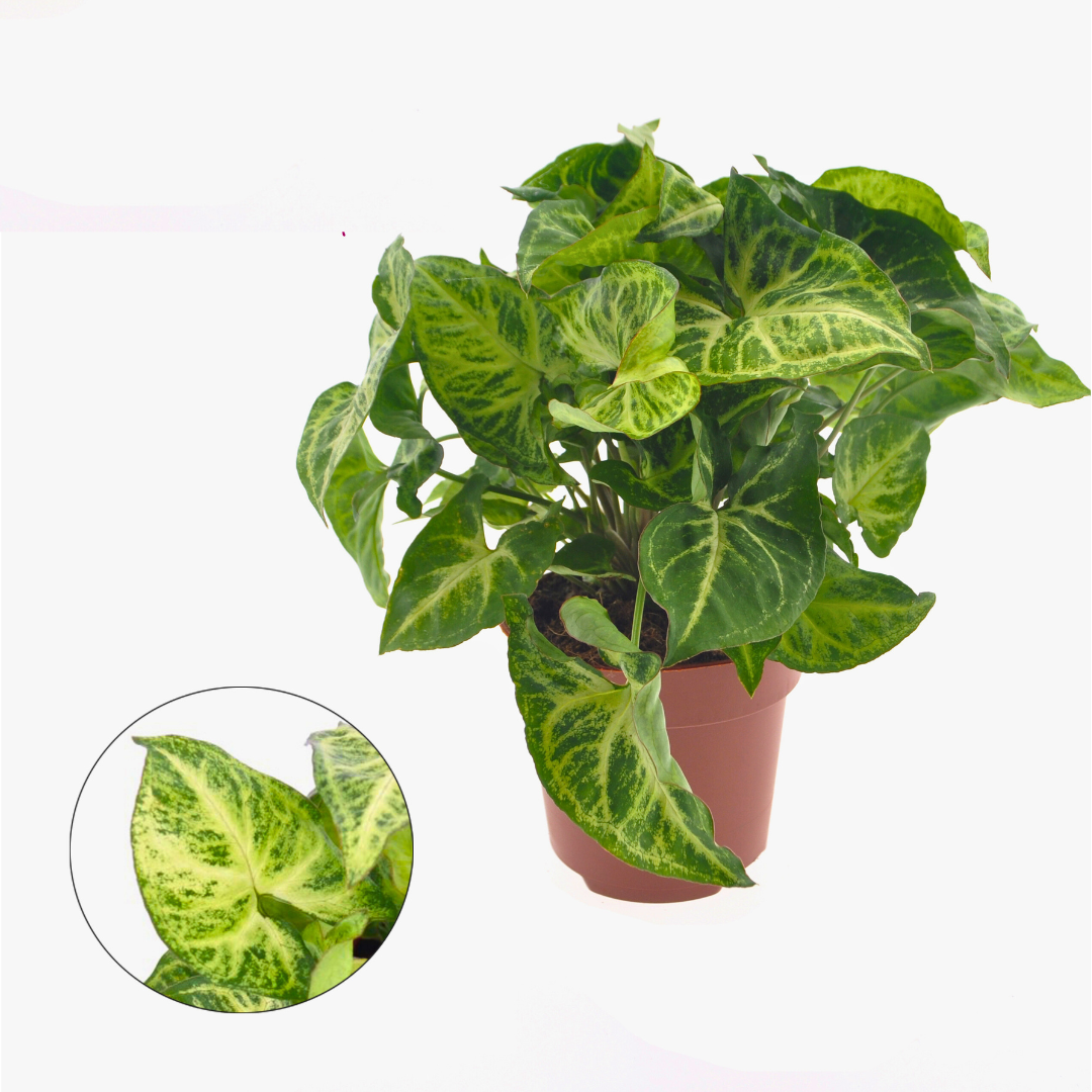 Syngonium Mix (14Ø 30cm)