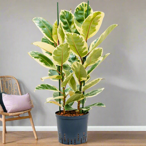 Ficus Elastica Tineke (27Ø 85cm)