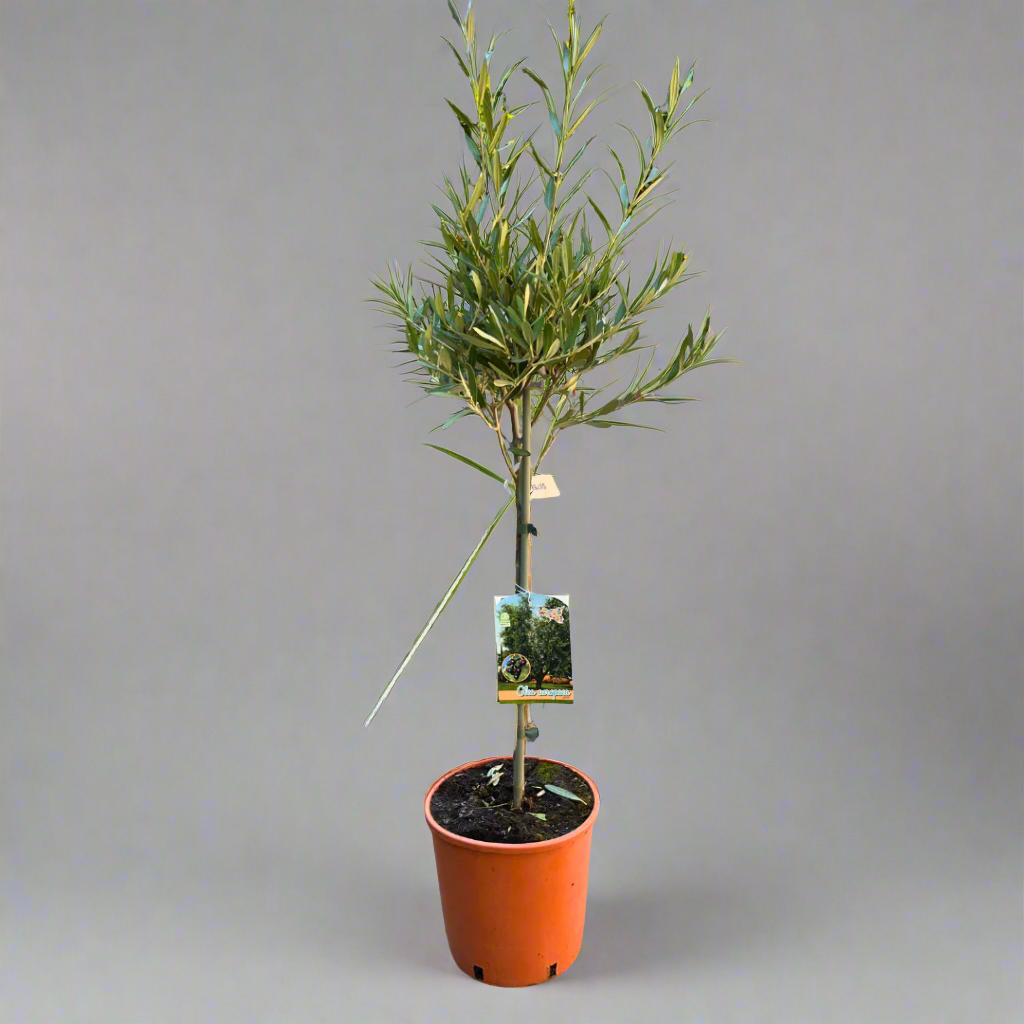 OLEA EUROPAEA CONT