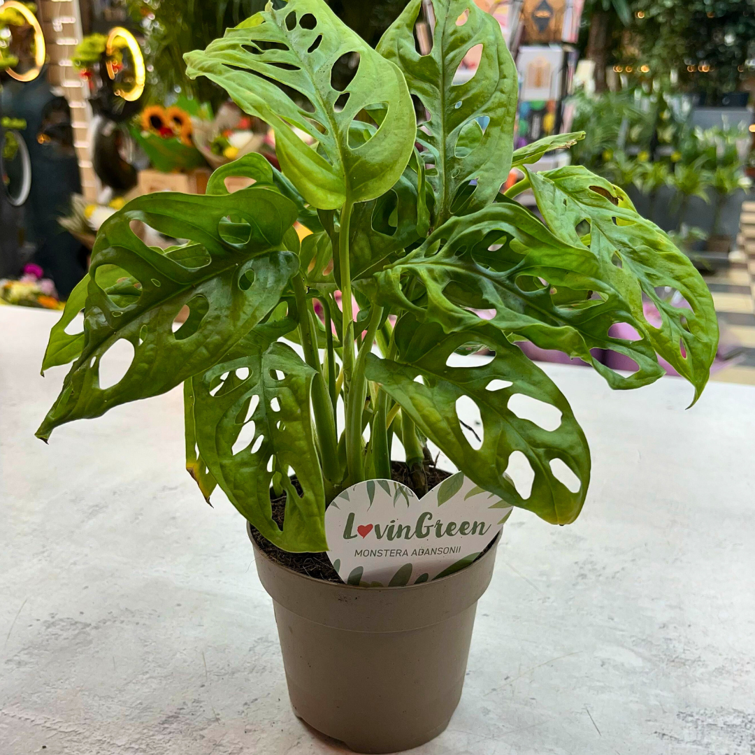 Monstera Obliqua: The Elusive Windowleaf