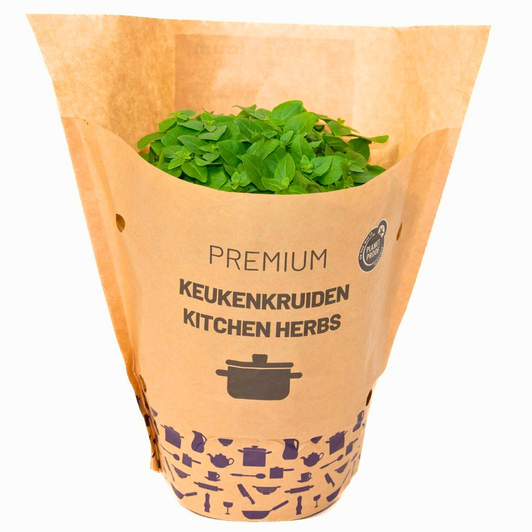 Basil Ocimum basilicum (Sweet Basil)