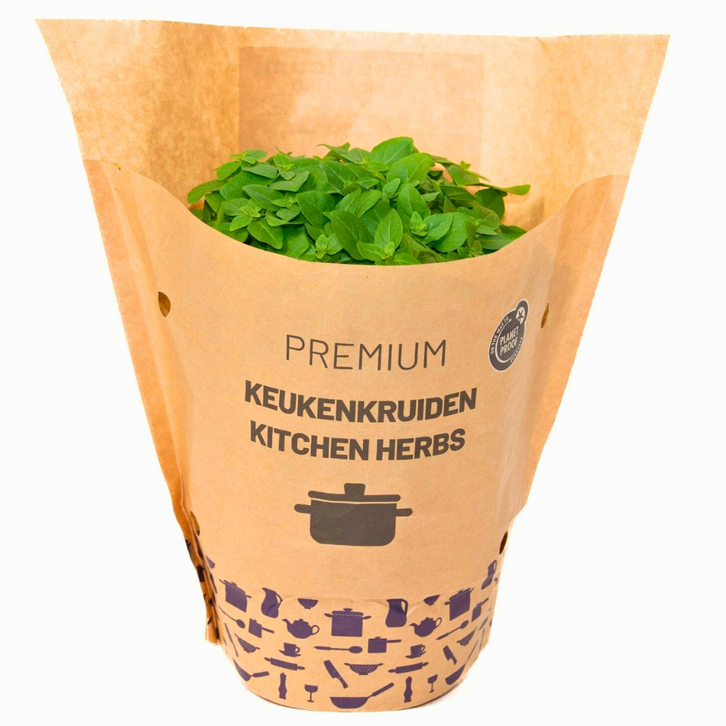 Basil Ocimum basilicum (Sweet Basil)