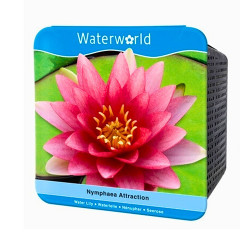 Waterlily: Graceful Beauty for Your Pond (NYMPHAEA)