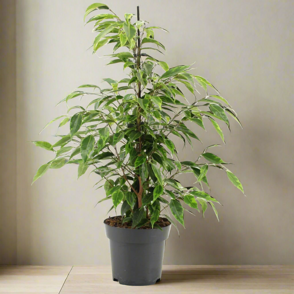 Ficus benjamina Anastasia